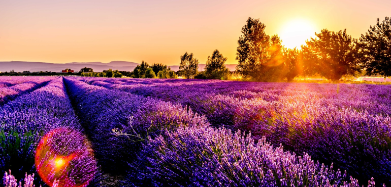 Lavender field